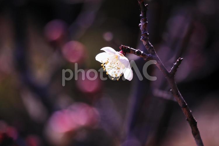春の訪れを告げる梅の花 花,梅,春の写真素材