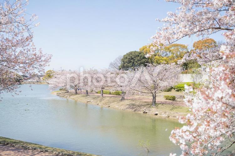 桜の風景 ソメイヨシノ,待ち受け,景色の写真素材