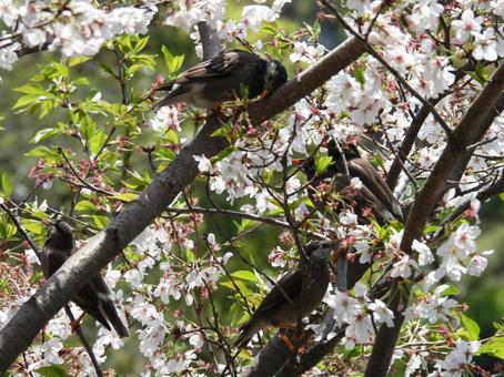 桜の木に集まるムクドリ 桜の木に集まるムクドリ ムクドリ,野鳥,鳥の写真素材