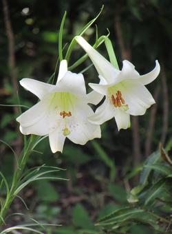 ユリg ユリg ユリ,百合,花の写真素材