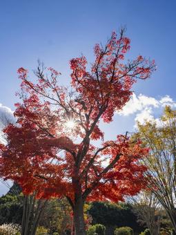 秋空に映える真紅のもみじ 秋空に映える真紅のもみじ 紅葉,もみじ,秋の写真素材
