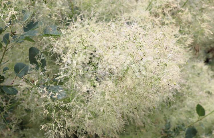 植物　スモークツリ― スモークツリー,植物,木の写真素材