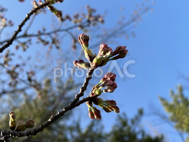 芽吹き〜桜のつぼみ〜春 桜,サクラ,さくらの写真素材