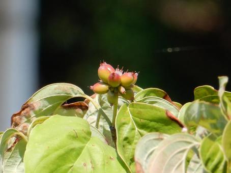 【花の写真】ハナミズキの実 【花の写真】ハナミズキの実 ハナミズキ,花水木,実の写真素材