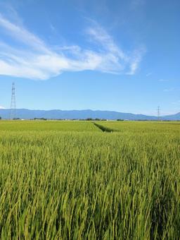 田園 田園の写真
