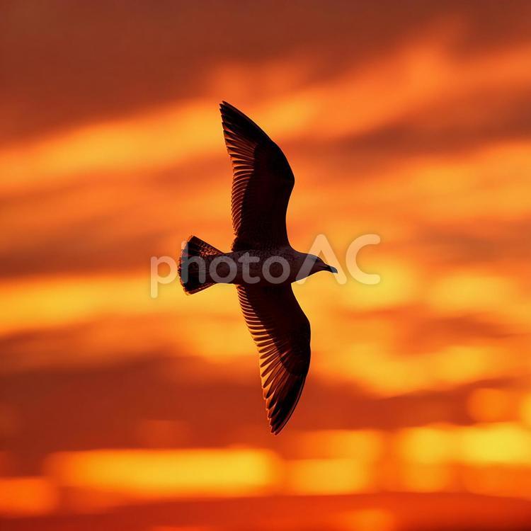 一日の終わり、鳥の静かな飛行 鳥,シルエット,夕焼けの写真素材