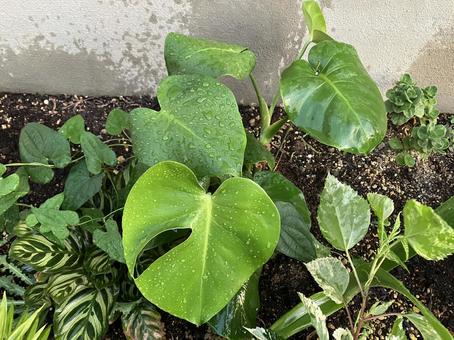 水をかぶったあとのモンステラ 水をかぶったあとのモンステラの写真