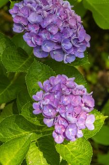 紫陽花の写真