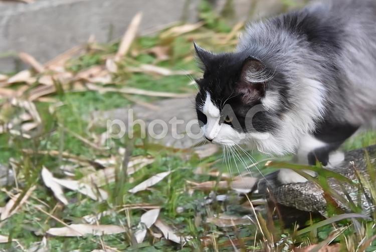地域ねこの子猫ちゃん ねこ,ネコ,猫の写真素材