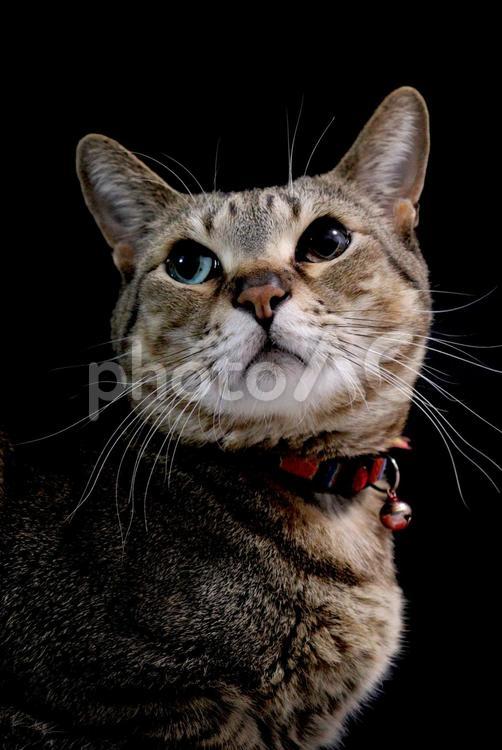 猫 猫,ねこ,ネコの写真素材