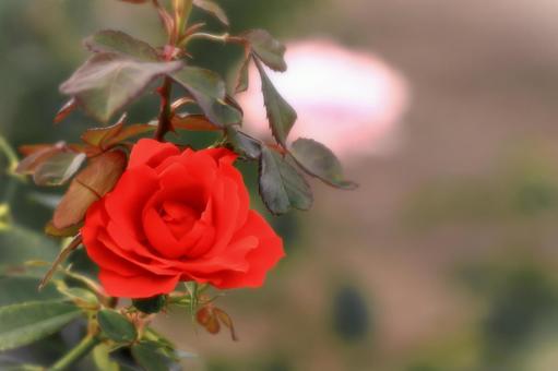 鮮やかな一輪の赤い秋の薔薇の花 鮮やかな一輪の赤い秋の薔薇の花 植物,花,薔薇の写真素材