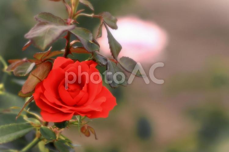 鮮やかな一輪の赤い秋の薔薇の花 植物,花,薔薇の写真素材