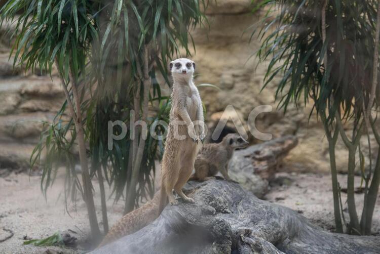 こっちを見てるミーアキャット 全身,動物,動物園の写真素材