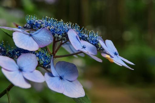 Hydrangea, JPG