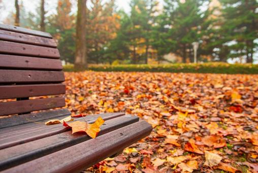 晩秋の椅子の上の落葉 銀杏,公園,落ち葉の写真素材