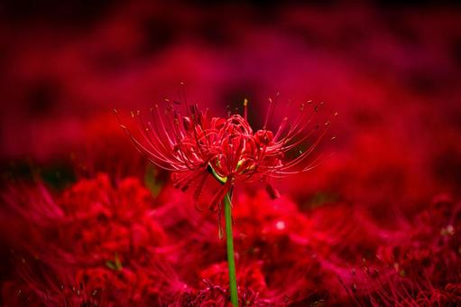 一段高く咲く曼殊沙華 一段高く咲く曼殊沙華 彼岸花,曼珠沙華,ヒガンバナの写真素材