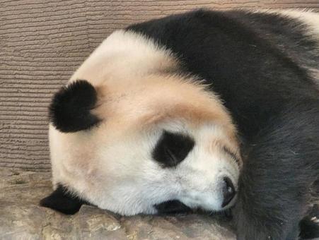 寝てるパンダ(アップ) 寝てるパンダ(アップ)の写真