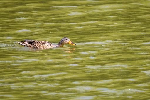 マガモ⑼の写真