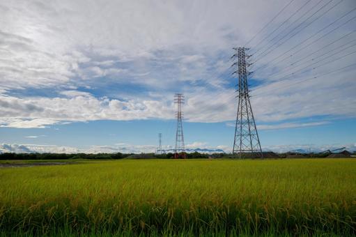 青空と田んぼと送電線 青空と田んぼと送電線 田んぼ,田園風景,稲の写真素材