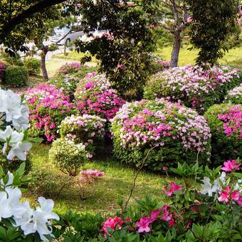 flower, JPG flower, JPG