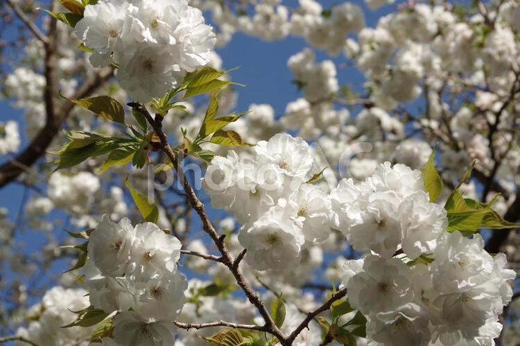 白妙：シロタエ（桜） 桜,シロタエ,サトザクラの写真素材