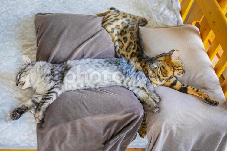 仲良しのベンガル猫とサバトラ猫 猫,ベンガル,ベンガル猫の写真素材