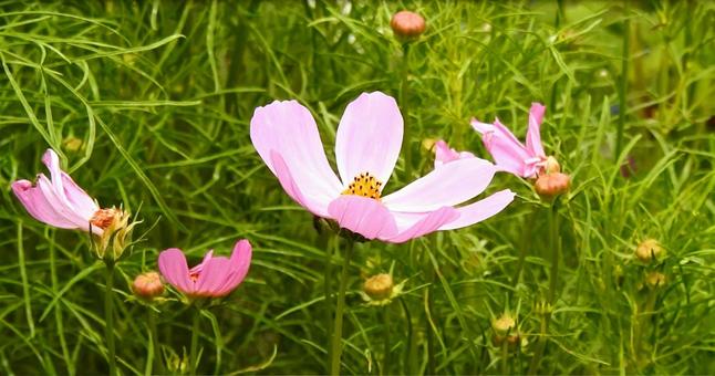 大輪のコスモス 大輪のコスモス コスモス畑,秋,コスモスの写真素材