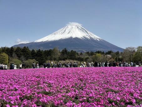 芝桜 富士 芝桜 富士の写真