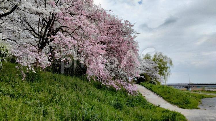 桜 花,緑,景色の写真素材