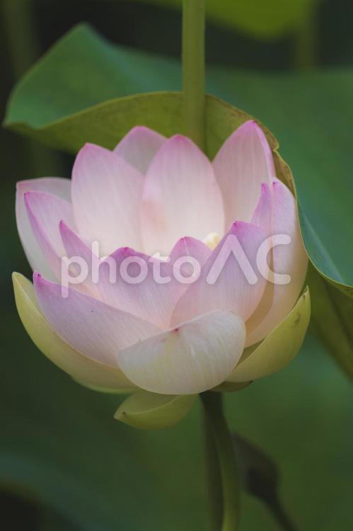 蓮　夏のイメージ 花,蓮,植物の写真素材