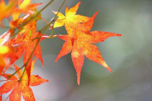 Burning autumn, JPG Burning autumn, autumn leaves, yellow leaves, red, JPG