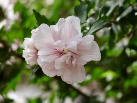 華やかなムクゲ 華やかなムクゲの写真