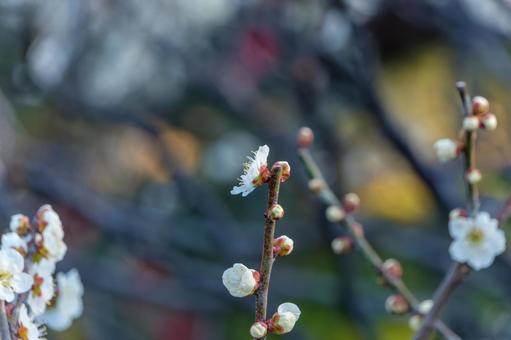 早春に咲く白梅の花 梅,花,白梅の写真素材