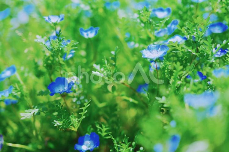 たくさんのネモフィラ 大量,ネモフィラ,青の写真素材