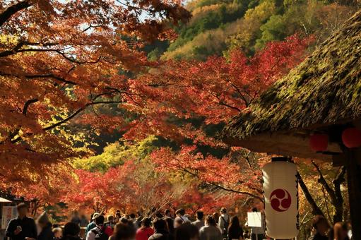 香嵐渓の紅葉 香嵐渓の紅葉 香嵐渓,香嵐渓紅葉,愛知県の写真素材