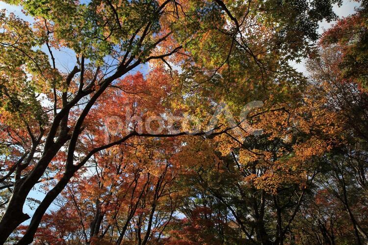 芦ノ湖畔の紅葉 秋,紅葉,自然の写真素材