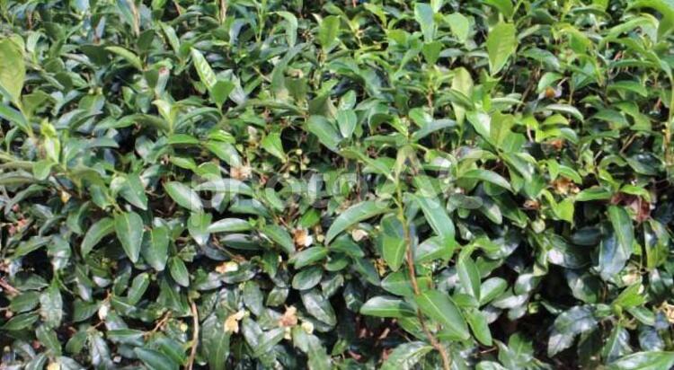 お茶の木 お茶の木,茶葉,葉の写真素材