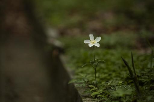 春の山に咲いている一輪草の花 春の山に咲いている一輪草の花の写真
