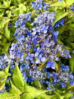 紫陽花 紫陽花の写真