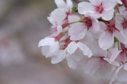 桜 桜の写真