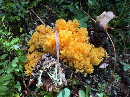 Photo, bugle, mushroom, fungi, 
