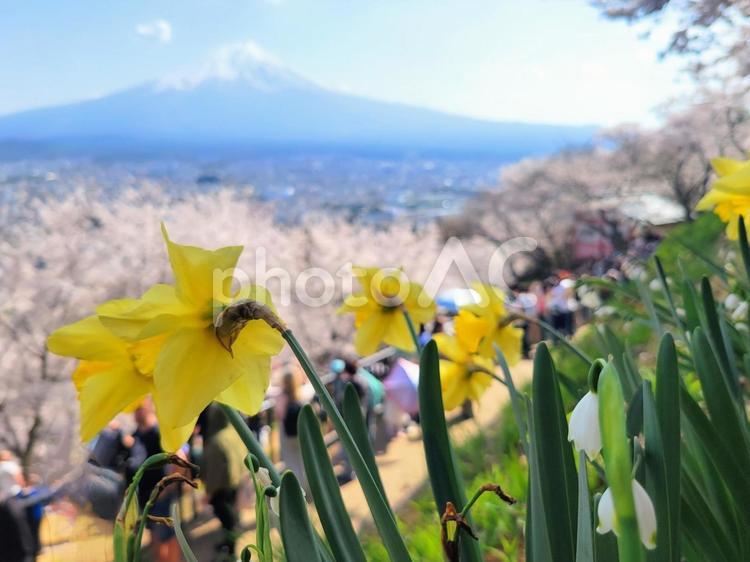 新倉山浅間公園　春の花と桜と富士山 富士山,桜,春の写真素材