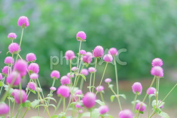 やさしいピンクのセンニチコウとグリーン背景 花,ピンク,センニチコウの写真素材