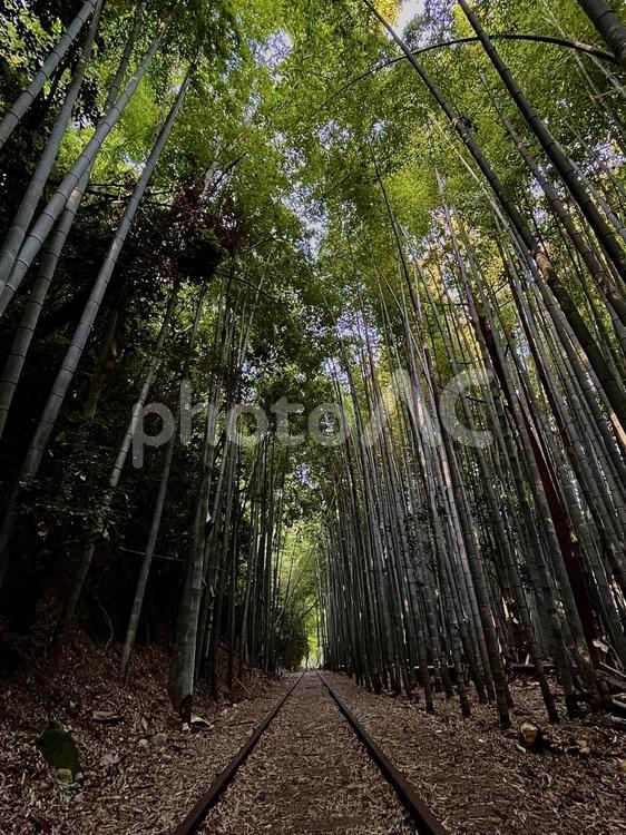 竹林の中に残る廃線跡 廃線跡,レール,線路の写真素材