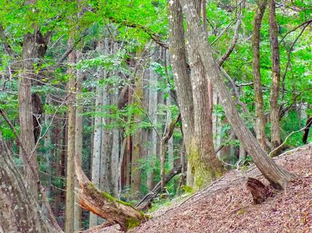 森の中1 木,秋,茶色の写真素材