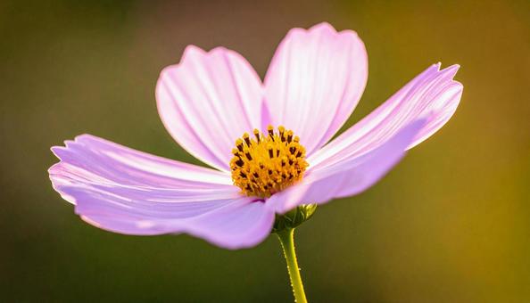 一輪のコスモスの花 一輪のコスモスの花の写真
