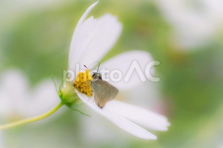 コスモスと昆虫の風景５ コスモス,秋桜,花の写真素材