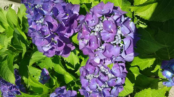 紫陽花の写真