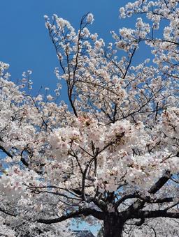 cherry blossoms, JPG cherry blossoms, JPG