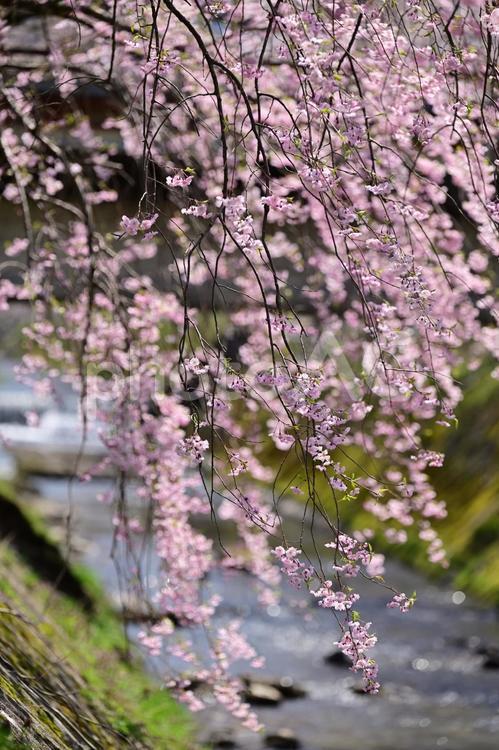 富山・南砺市・大門川沿い桜並木 花,満開,桜の写真素材